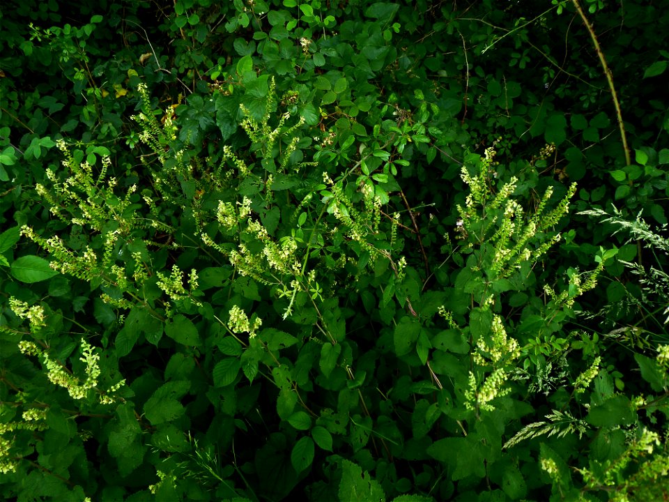 Teucrium scorodonia L., 1753