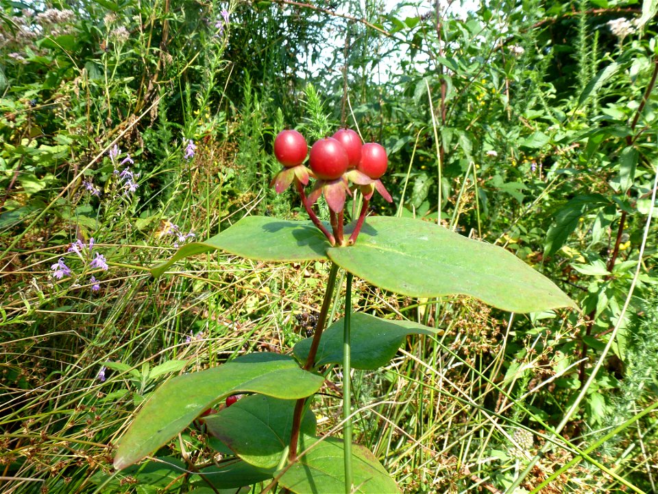 Hypericum androsaemum L., 1753
