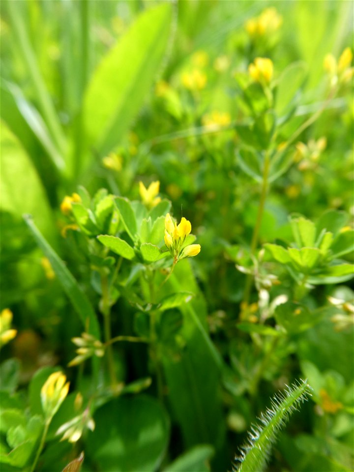 Trifolium micranthum Viv., 1824