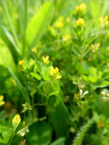 Trifolium micranthum Viv., 1824