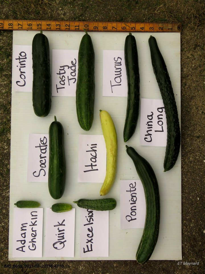 CucumberFruit