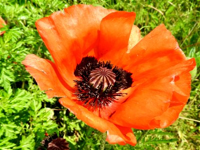 Papaver