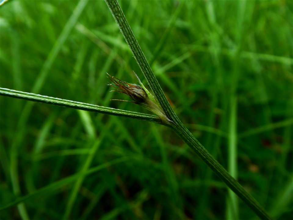 Bituminaria bituminosa (L.) C.H.Stirt., 1981