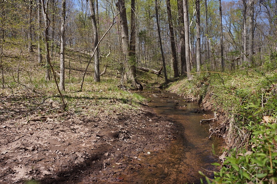 Spring river in forest