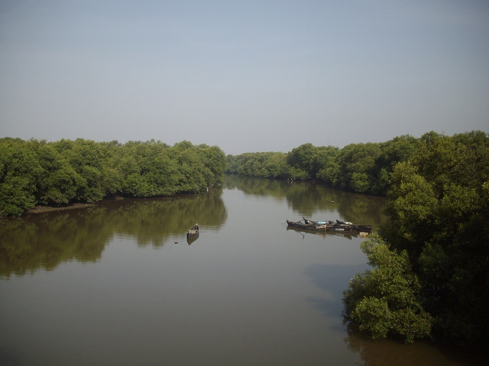 beautiful mangrove forests in Mumbai