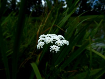 Oenanthe foucaudii Tess., 1884