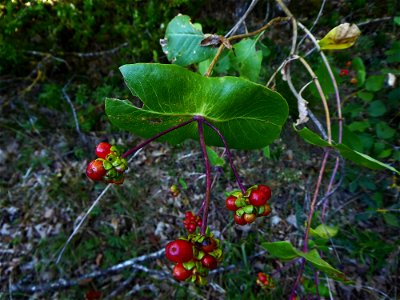 Lonicera etrusca Santi, 1795