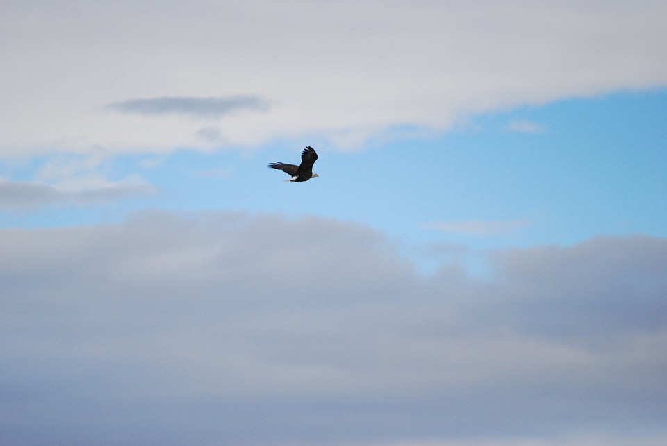 Bald Eagle in flight