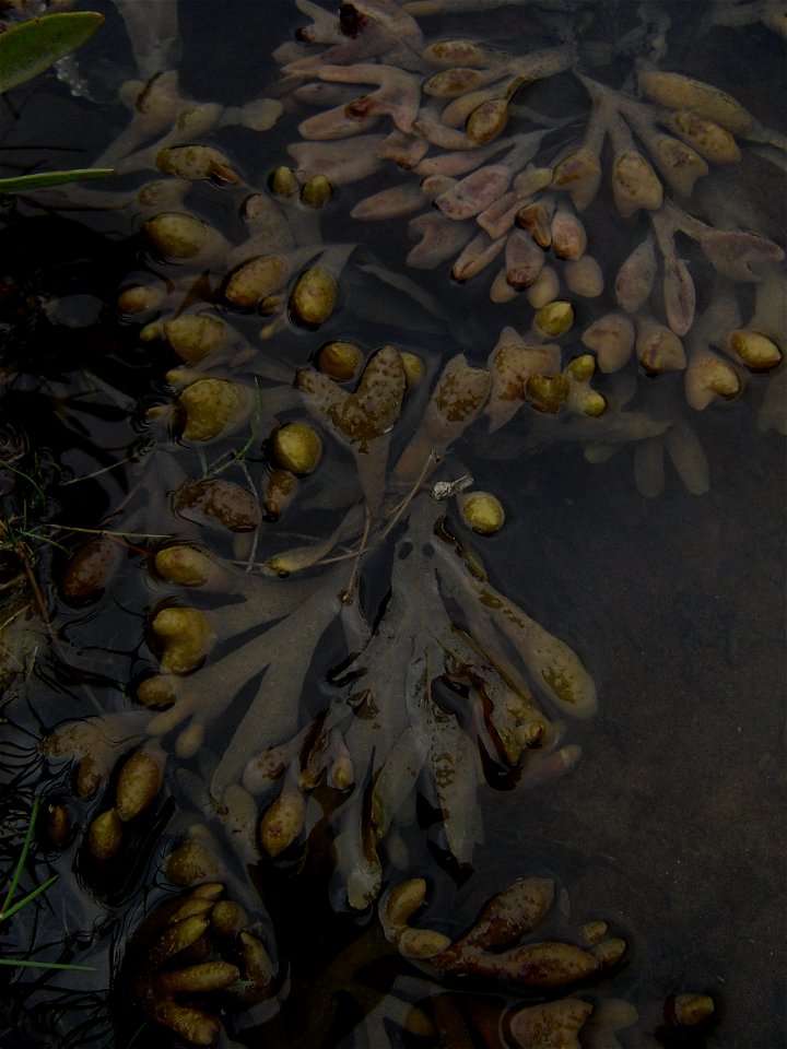Bladderwrack in water