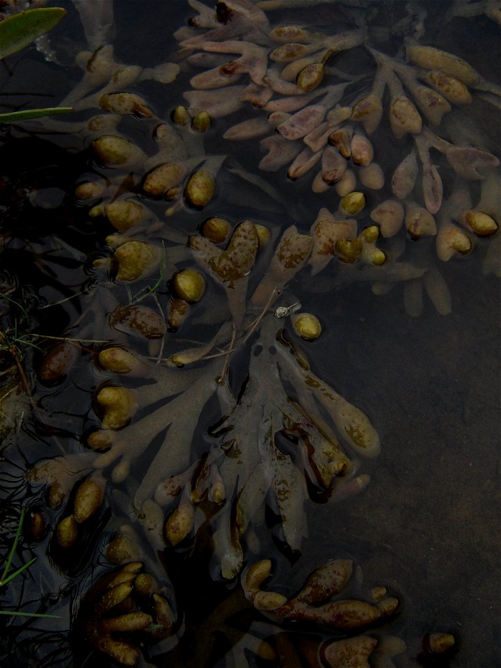 Bladderwrack in water photo