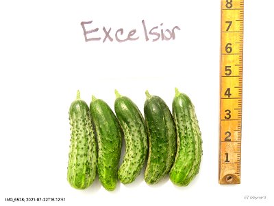 cvExcelsior