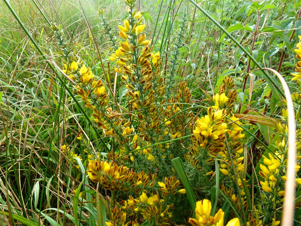 Ulex minor Roth, 1797