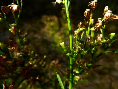 Erigeron canadensis L., 1753