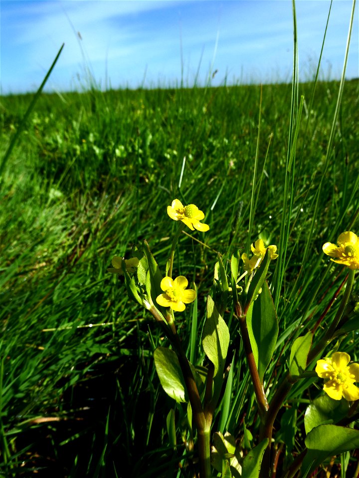 Ranunculus ophioglossifolius Vill., 1789