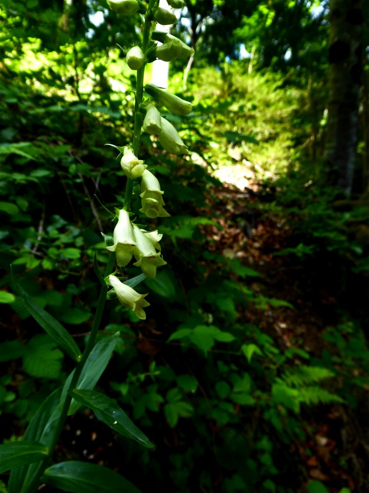 Digitalis lutea L., 1753
