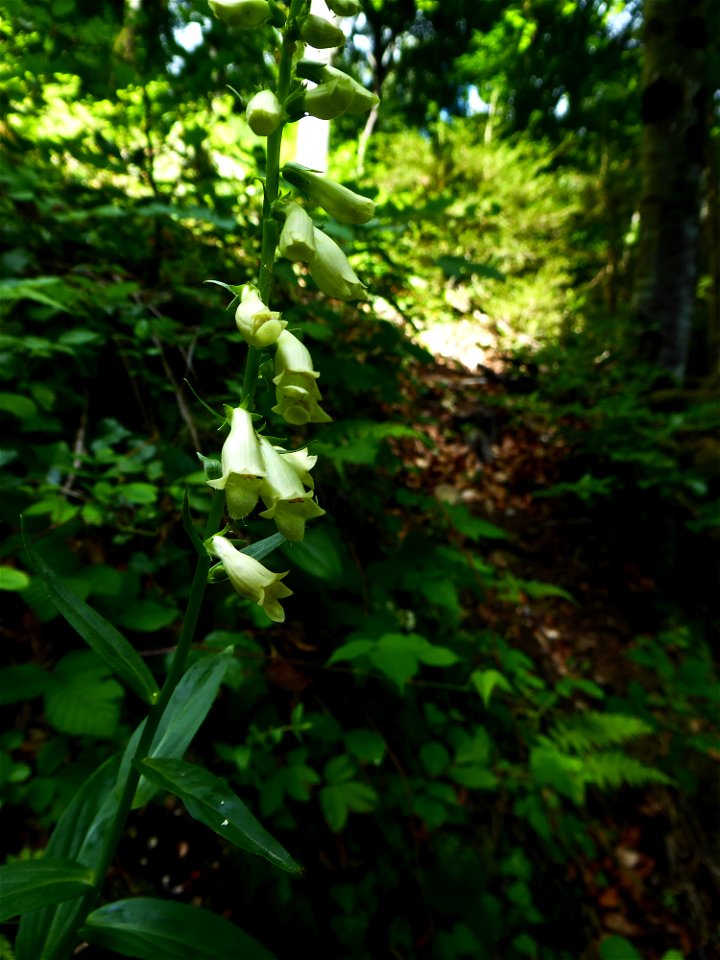 Digitalis lutea L., 1753 photo