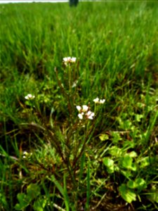 Cardamine parviflora L., 1759