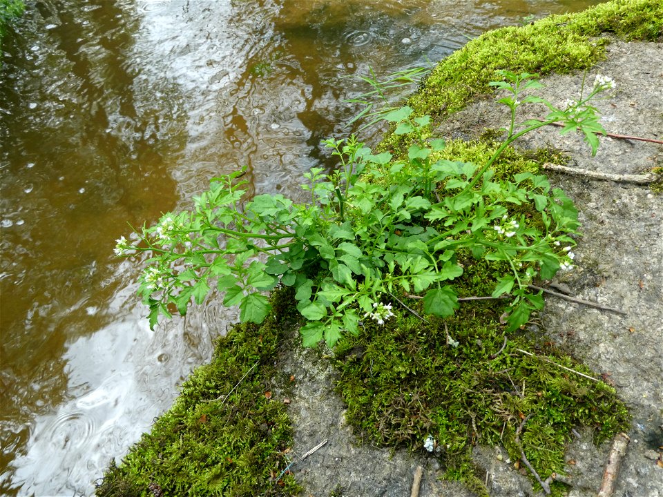 Cardamine flexuosa With., 1796