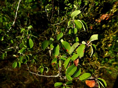 Amelanchier ovalis Medik., 1793