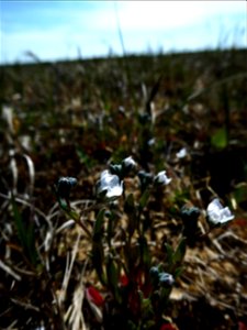 Omphalodes littoralis Lehm., 1818