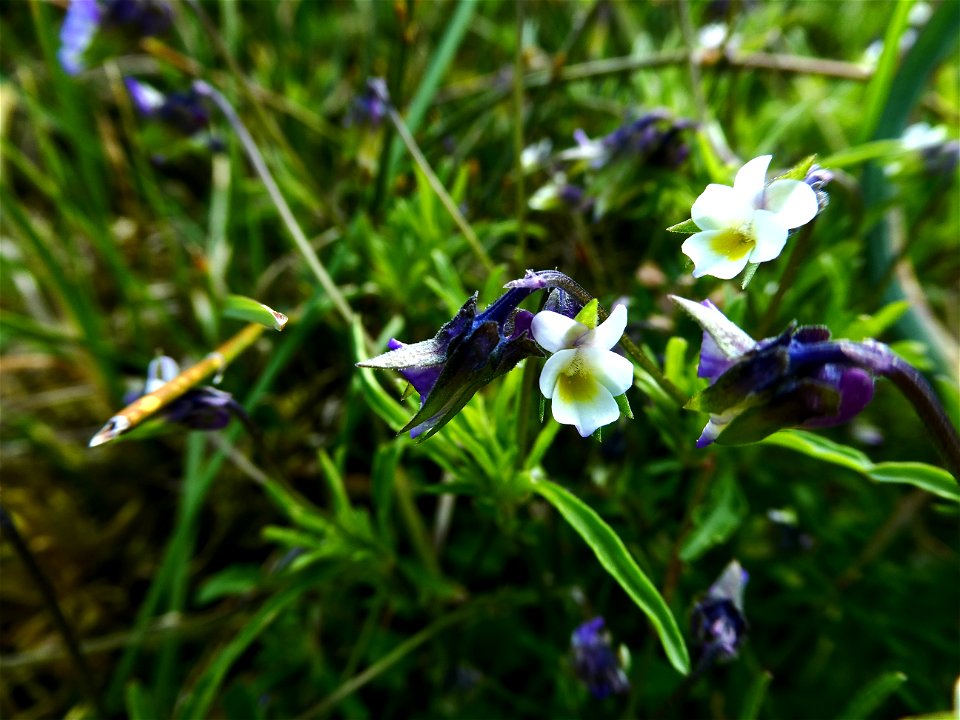 Viola kitaibeliana Schult., 1819