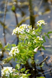 Nasturtium officinale W.T.Aiton, 1812