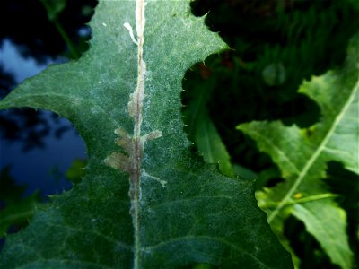 Sonchus arvensis L., 1753