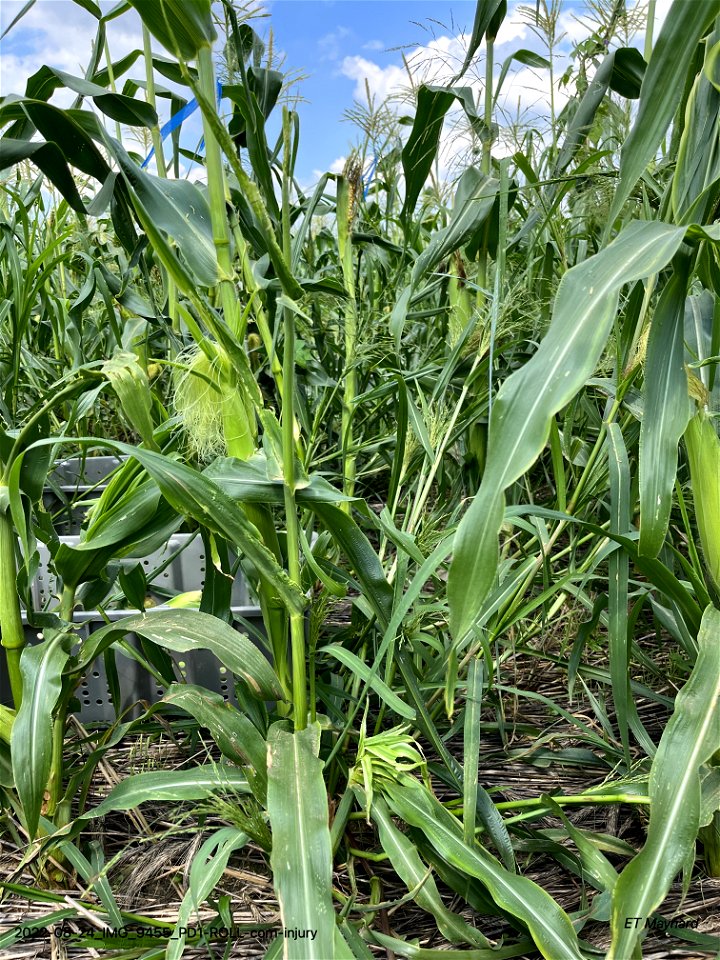 PD1-ROLL-corn-injury
