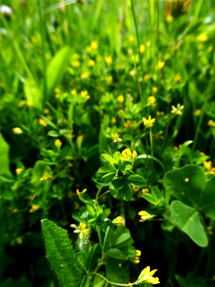Trifolium micranthum Viv., 1824