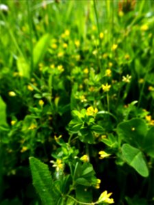 Trifolium micranthum Viv., 1824