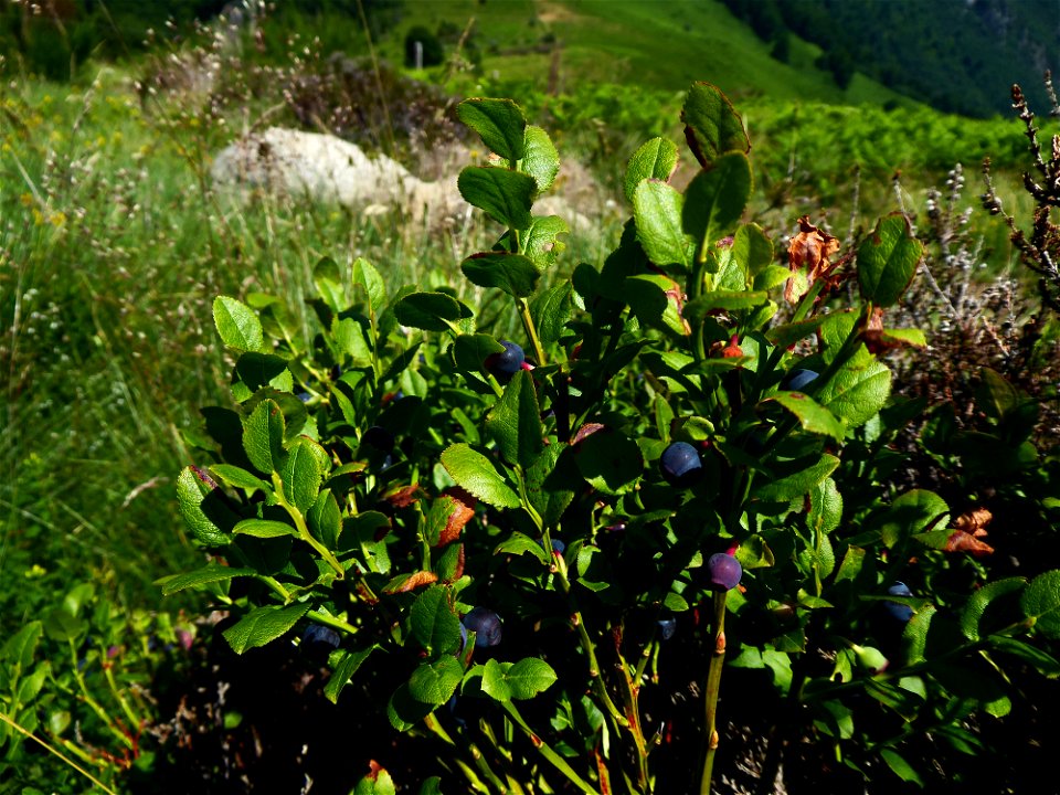 Vaccinium myrtillus L., 1753
