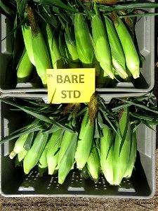 PD1-BARE-STD-harvested-ears-r2