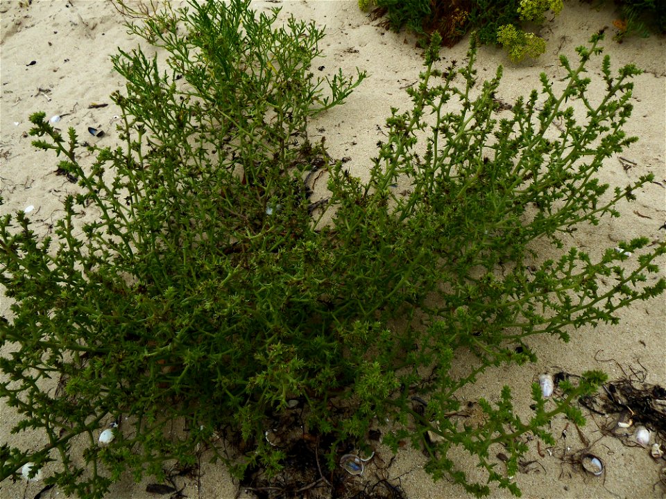 Salsola kali L., 1753