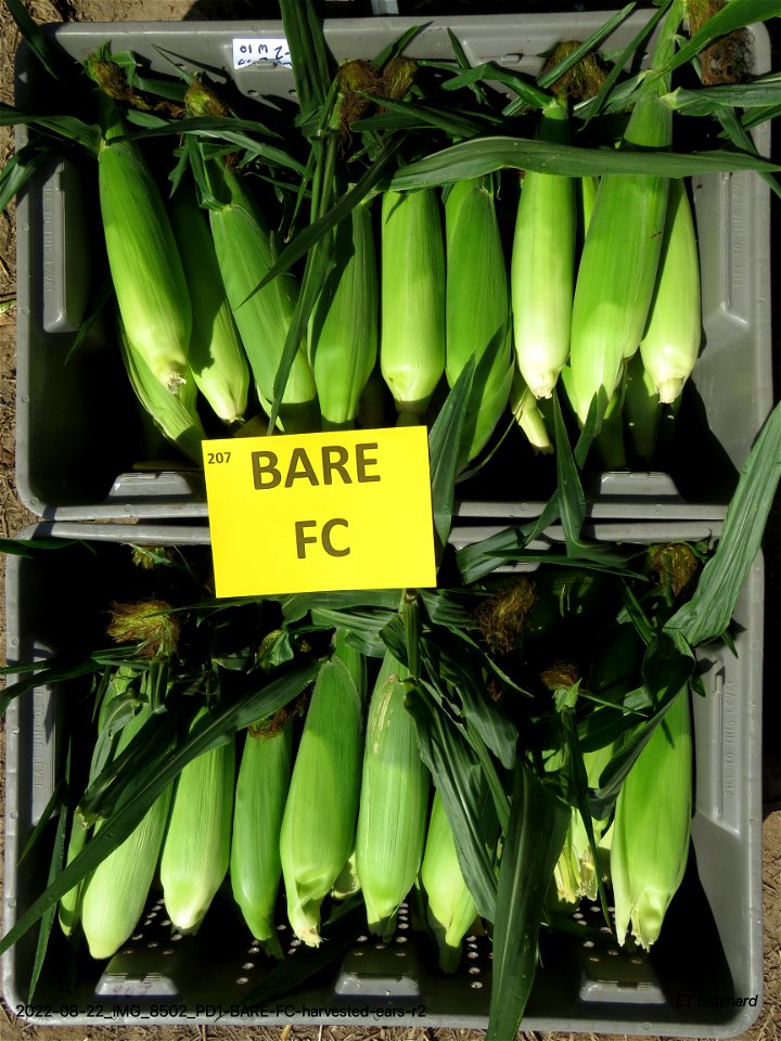 PD1-BARE-FC-harvested-ears-r2