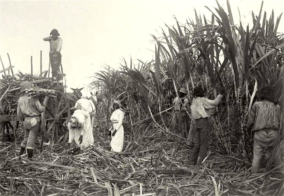 Pointe-à-Pitre.Récolte de la canne à sucre vers 1900