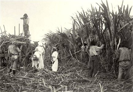 Pointe-à-Pitre.Récolte de la canne à sucre vers 1900