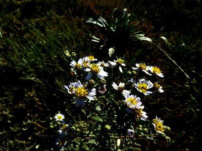 Trifolium pannonicum Jacq., 1767