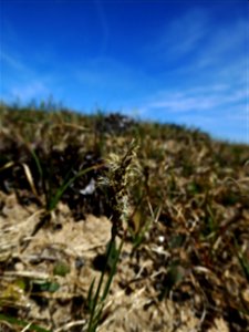 Carex arenaria L., 1753