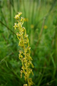 Neottia ovata (L.) Bluff & Fingerh., 1837
