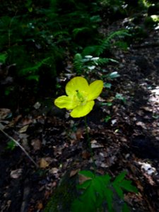 Papaver cambricum L., 1753