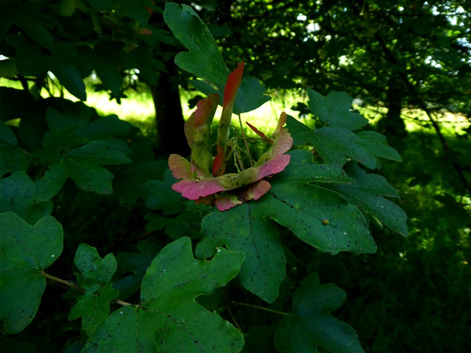 Acer campestre L., 1753