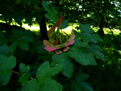 Acer campestre L., 1753