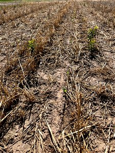 PD1-6DAS-HERB-STD-emerged
