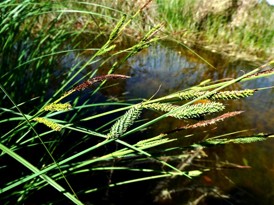 Carex elata All., 1785