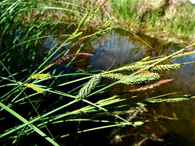 Carex elata All., 1785