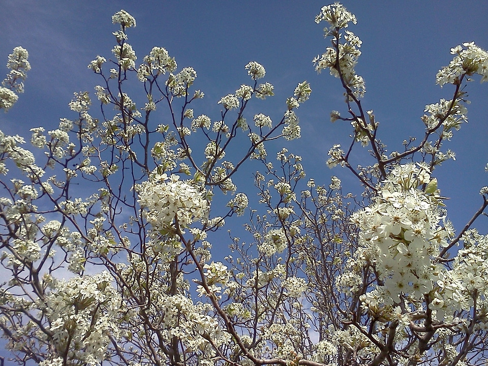 Flowers blooms tiny