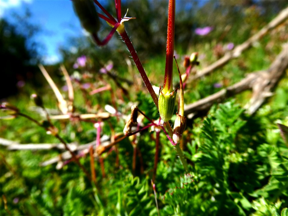 Erodium cicutarium (L.) L'Hér., 1789