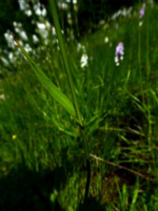 Eriophorum latifolium Hoppe, 1800
