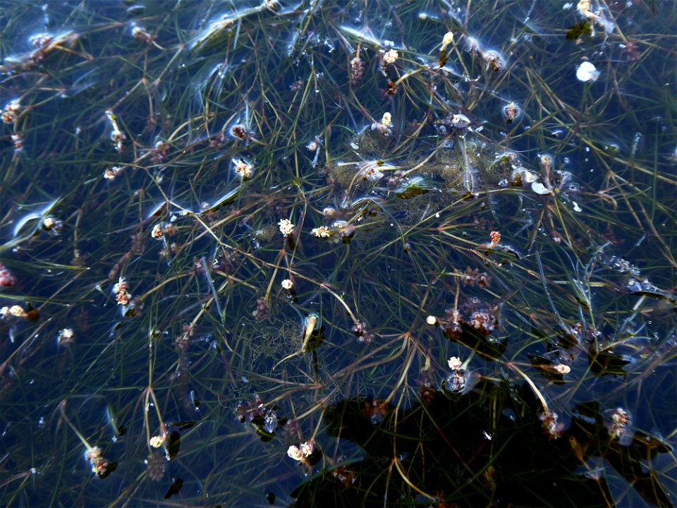 Potamogeton berchtoldii Fieber, 1838