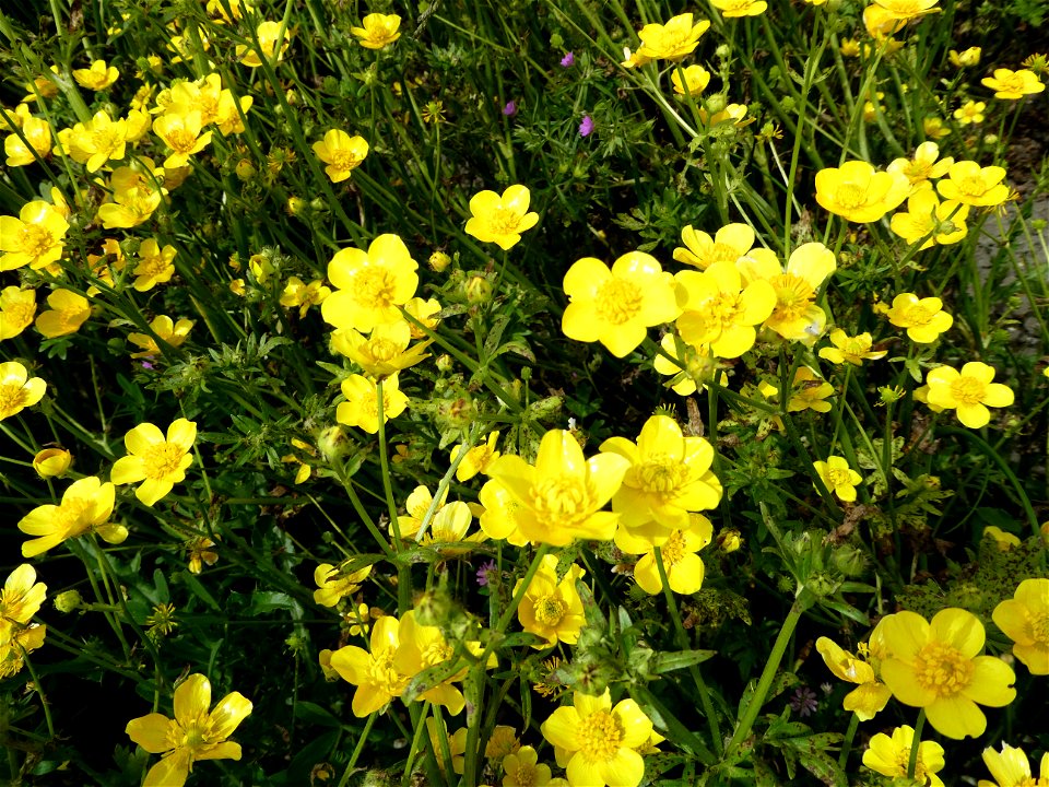 Ranunculus sardous Crantz, 1763
